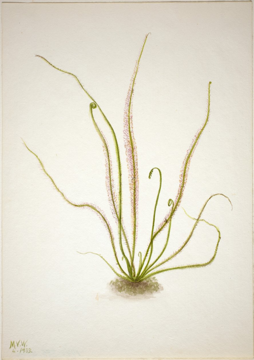线叶紫苏（Drosera rotundifolia） 作者 玛丽·沃克斯·沃尔科特