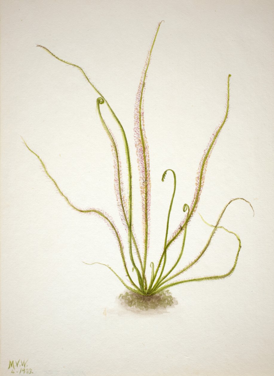 线状叶子桑葚 Drosera rotundifolia, 1933. 作者 玛丽·沃克斯·沃尔科特