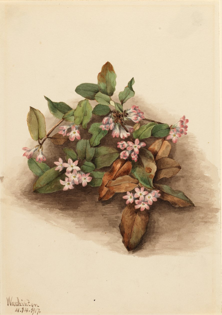 曳地箭竹（Epigaea repens） 作者 玛丽·沃克斯·沃尔科特