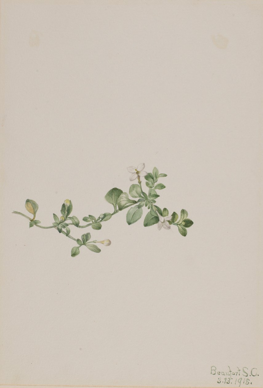 蔓生秋海棠（Houstonia procumbens） 作者 玛丽·沃克斯·沃尔科特