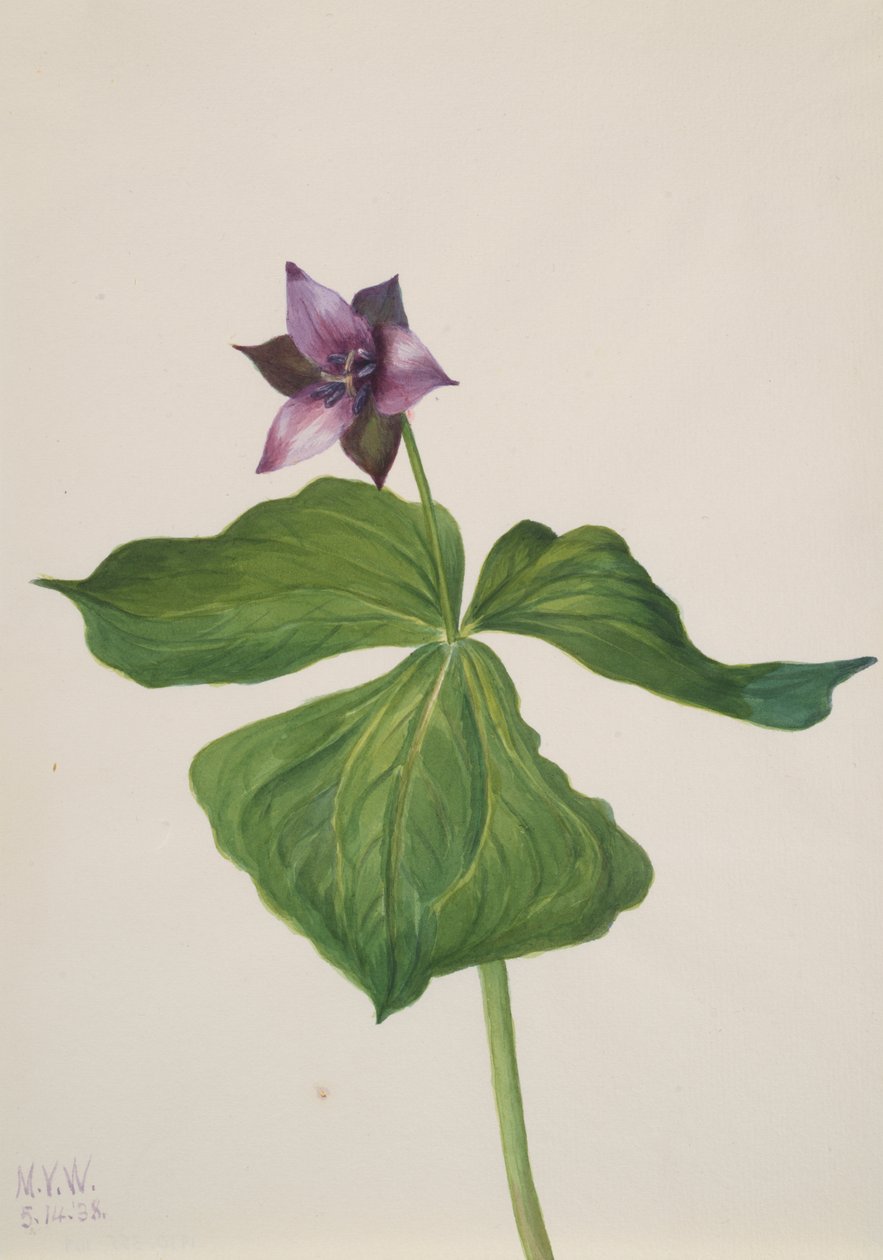 Trillium erectum, 1938. 作者 玛丽·沃克斯·沃尔科特