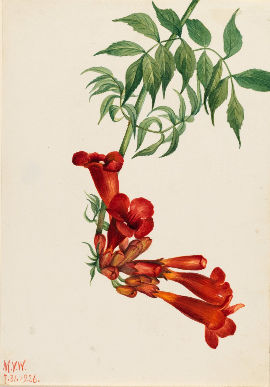 小号爬山虎（Bignonia radicans） 作者 玛丽·沃克斯·沃尔科特