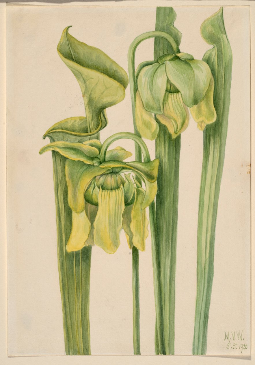 喇叭叶（Sarracenia flava） 作者 玛丽·沃克斯·沃尔科特