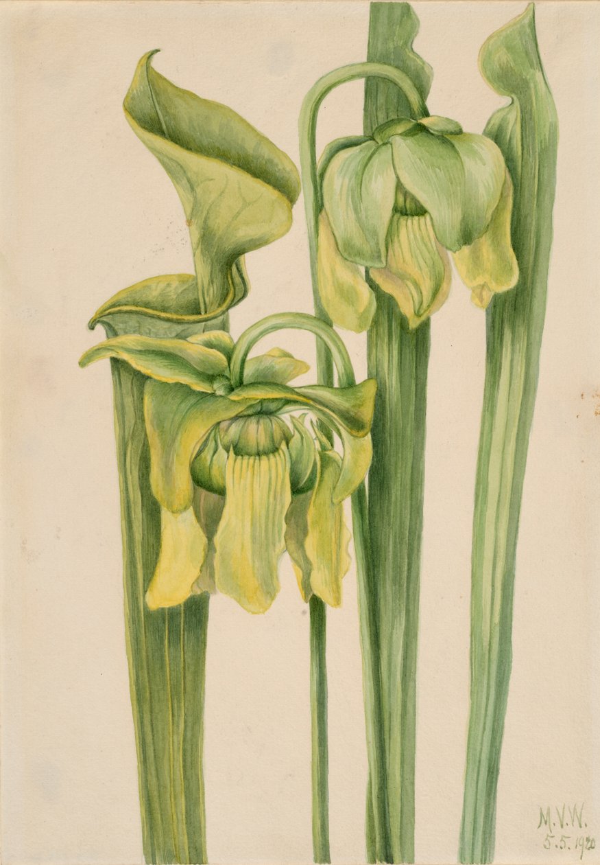 Trumpetleaf Sarracenia flava, 1920. 作者 玛丽·沃克斯·沃尔科特