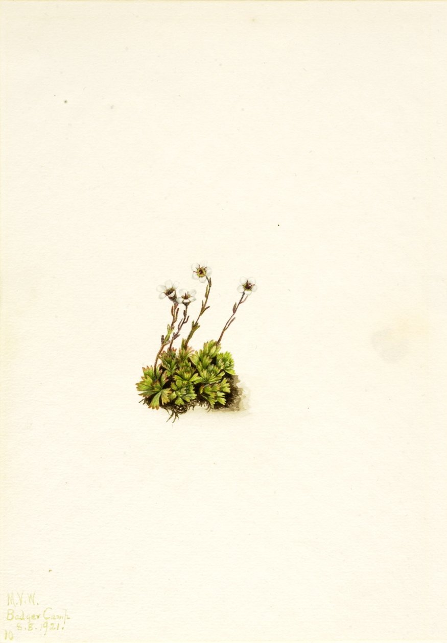 丛生虎耳草（Saxifraga caespitosa） 作者 玛丽·沃克斯·沃尔科特