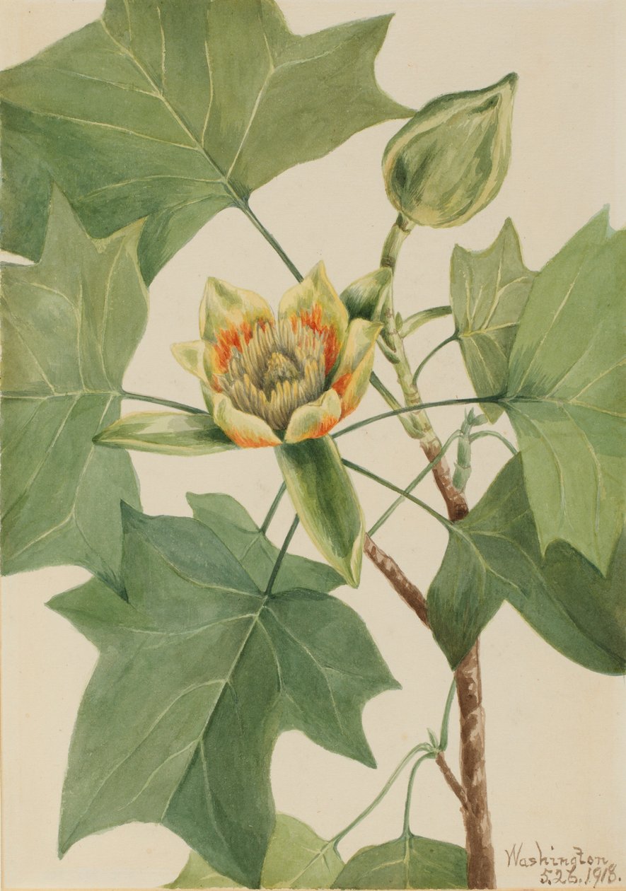 郁金香树（Liriodendron tulipifera） 作者 玛丽·沃克斯·沃尔科特