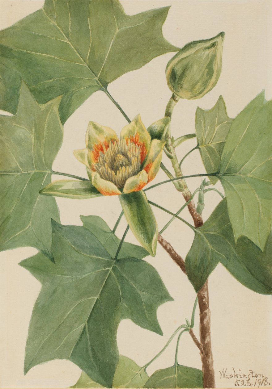 郁金香树 Liriodendron tulipifera, 1918. 作者 玛丽·沃克斯·沃尔科特