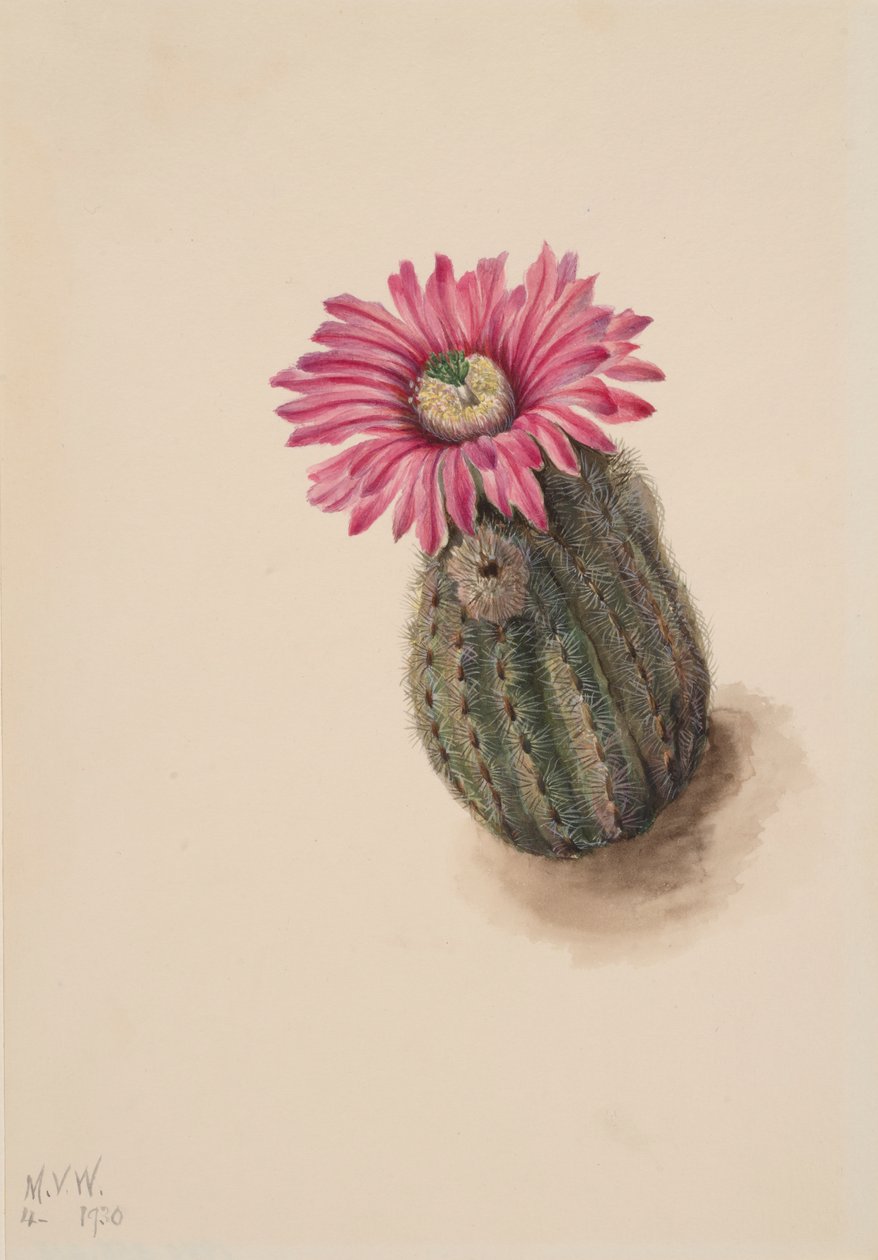 火鸡头仙人掌 Echinocerus perbellus, 1930. 作者 玛丽·沃克斯·沃尔科特