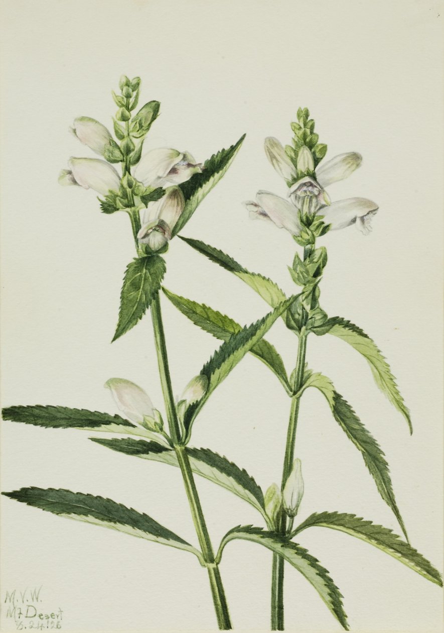 龟头草（Chelone glabra） 作者 玛丽·沃克斯·沃尔科特