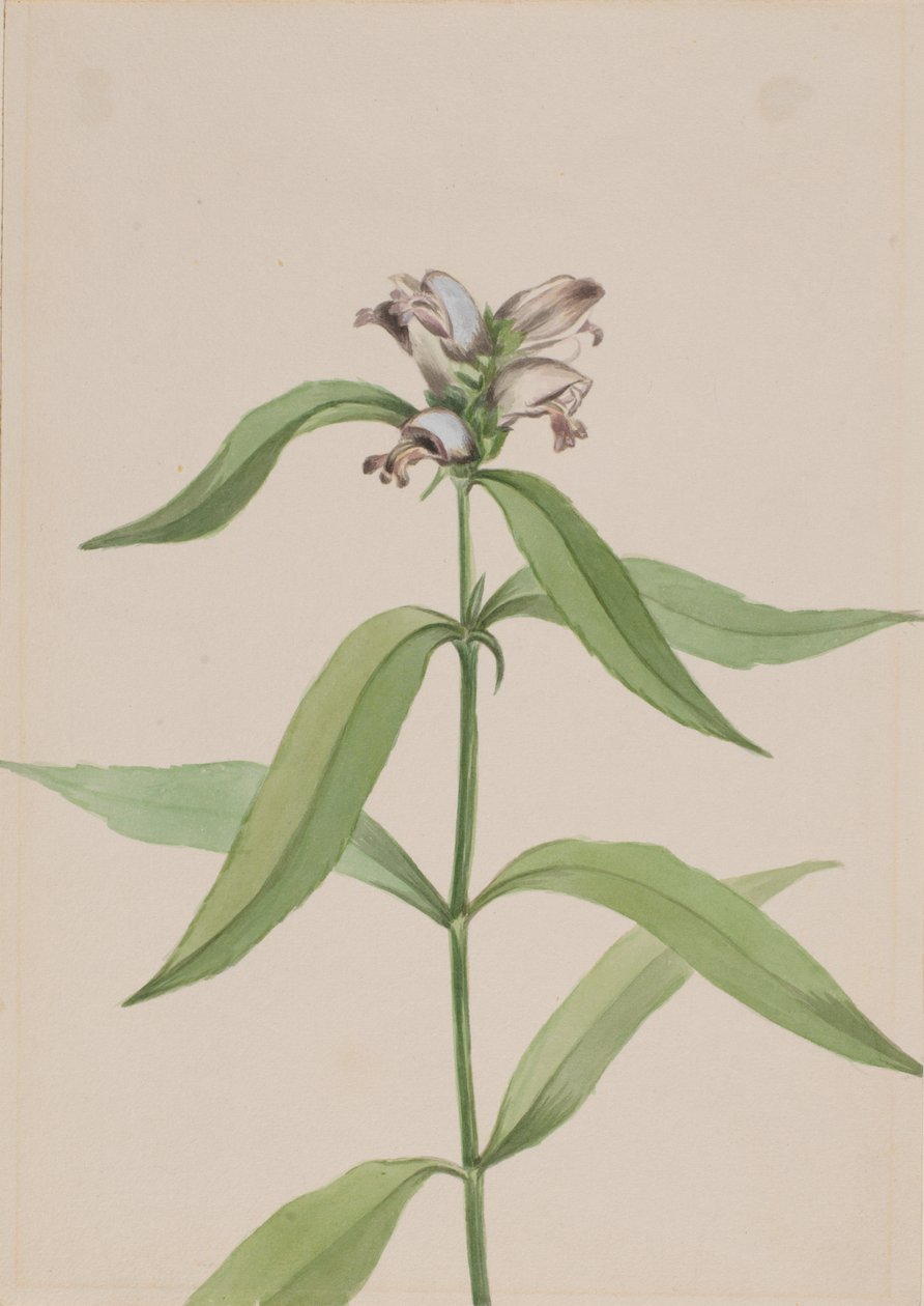 海龟头 Chelone glabra, ca.1917-1918. 作者 玛丽·沃克斯·沃尔科特
