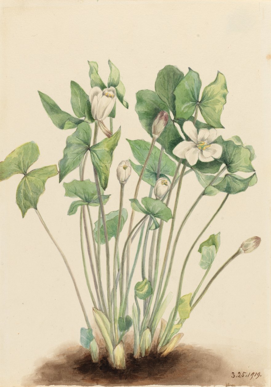 双叶植物（Jeffersonia diphylla） 作者 玛丽·沃克斯·沃尔科特