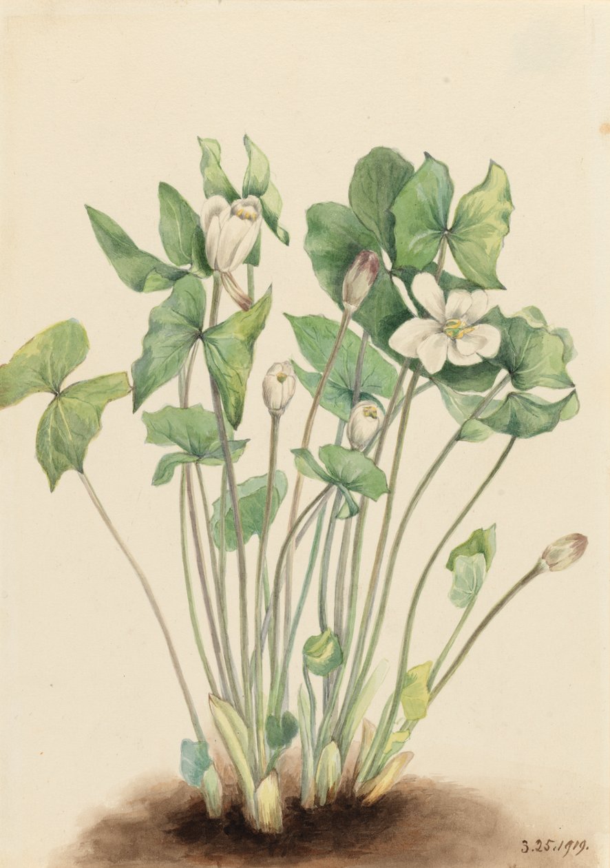 Twinleaf Jeffersonia diphylla，1919。 作者 玛丽·沃克斯·沃尔科特