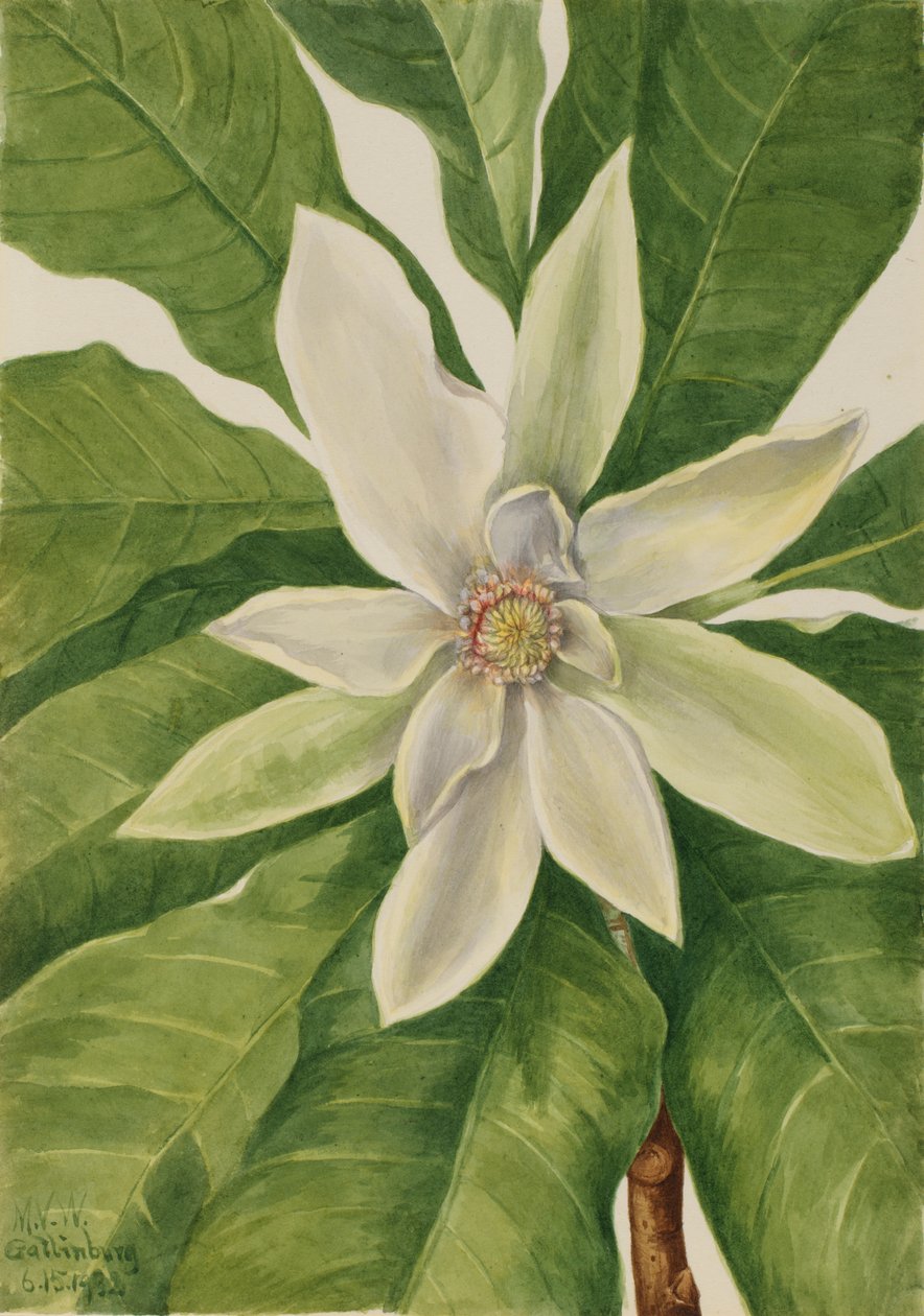 伞形树 Magnolia tripetala, 1932. 作者 玛丽·沃克斯·沃尔科特