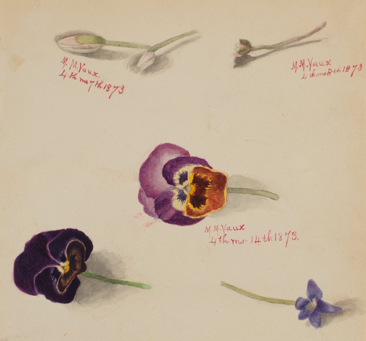 无题--花卉研究，1873年。 作者 玛丽·沃克斯·沃尔科特