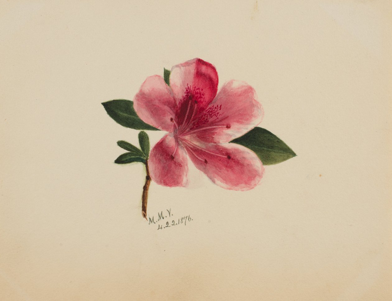 无题--花卉研究，1876年。 作者 玛丽·沃克斯·沃尔科特