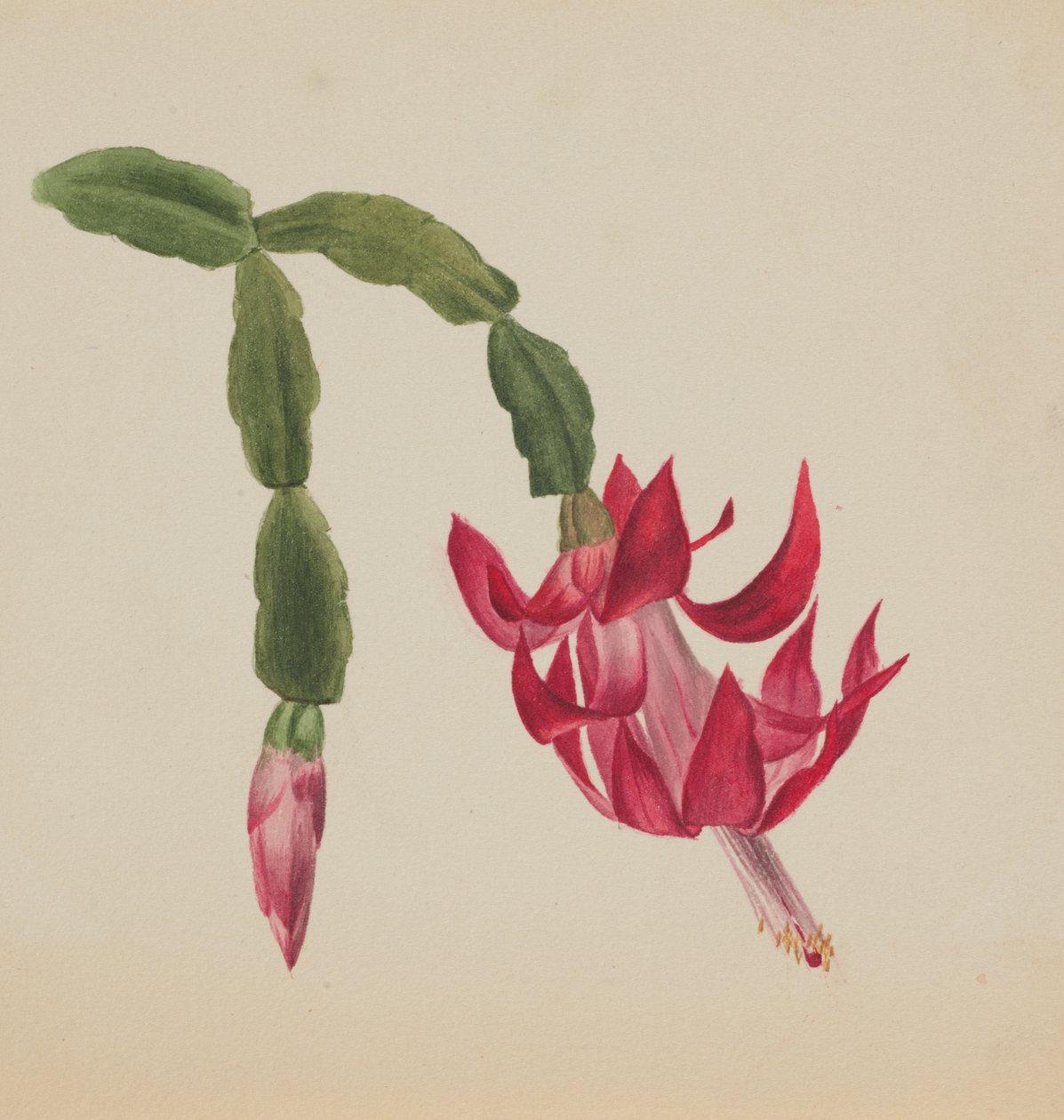 无题--花卉研究，1878年。 作者 玛丽·沃克斯·沃尔科特