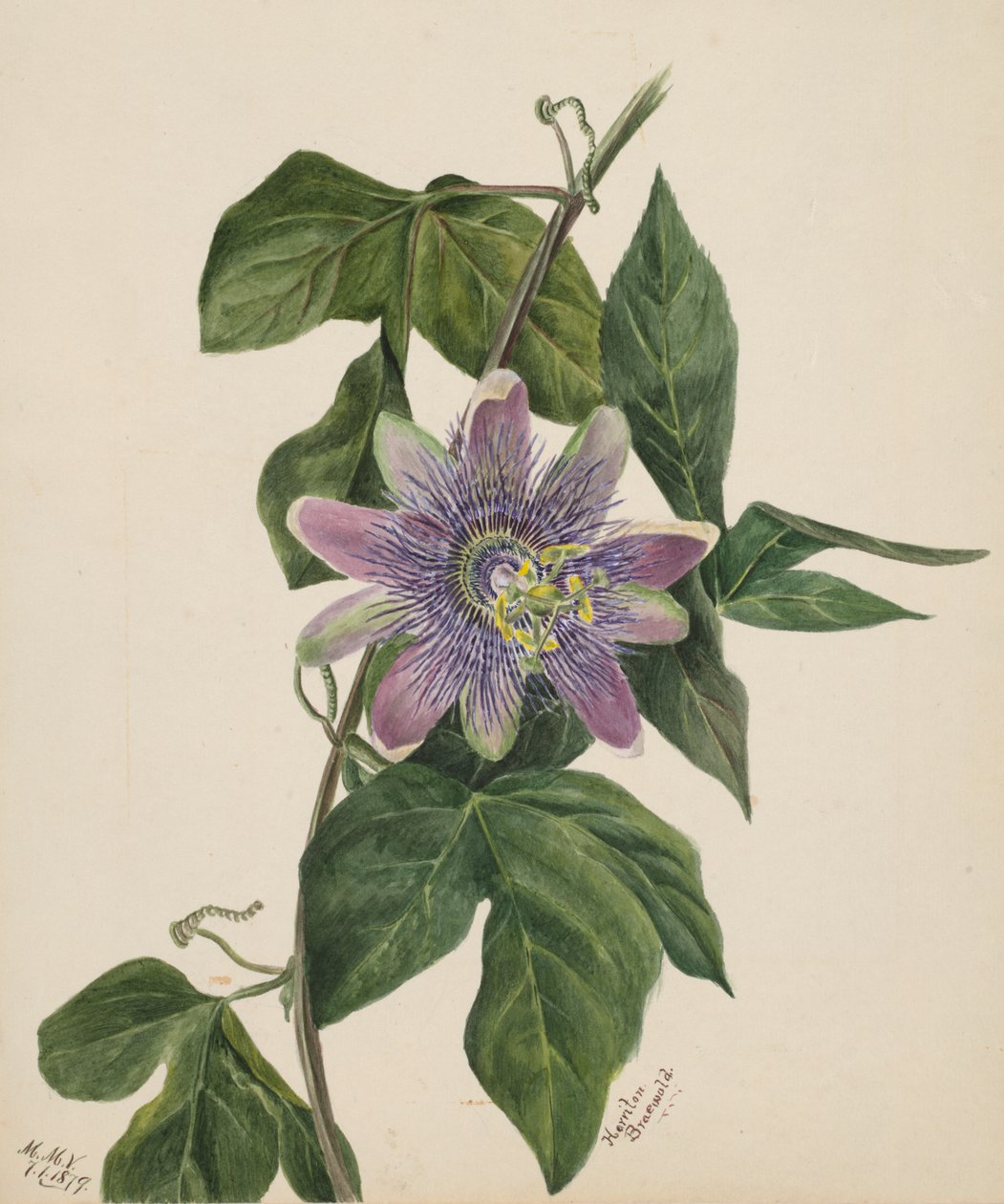无题--花卉研究，1879年。 作者 玛丽·沃克斯·沃尔科特