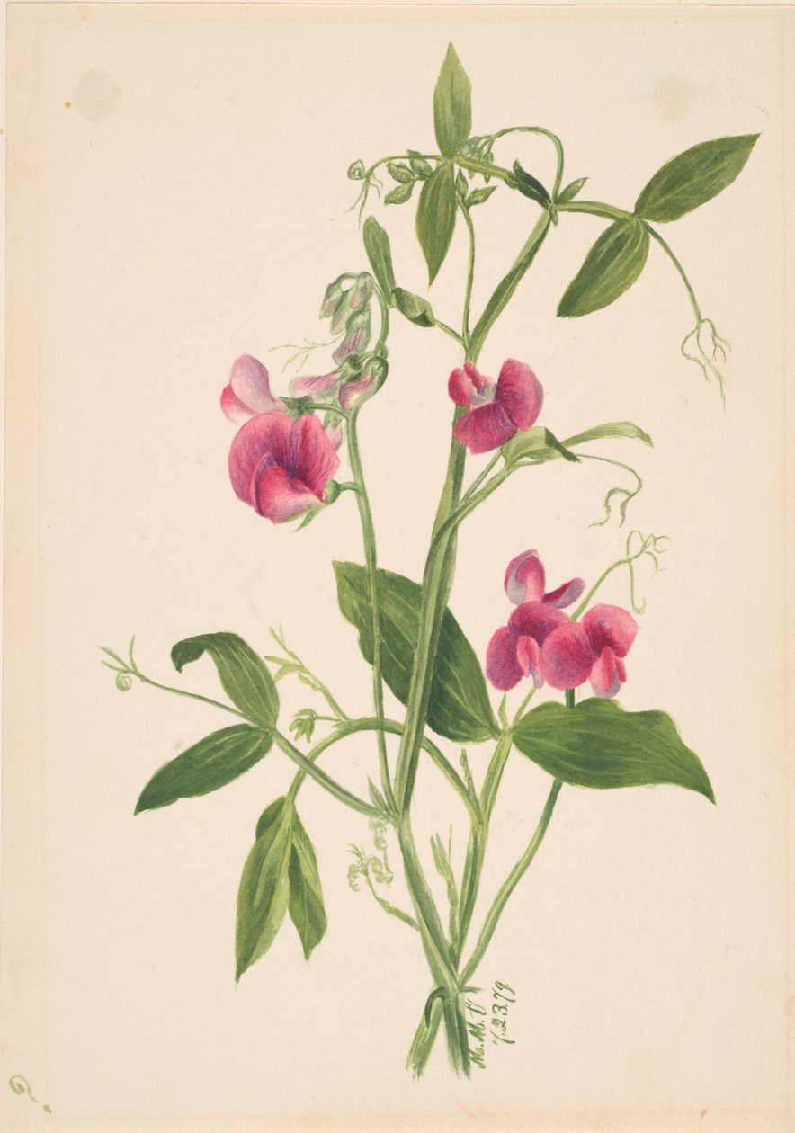 无题--花卉研究，1879年。 作者 玛丽·沃克斯·沃尔科特