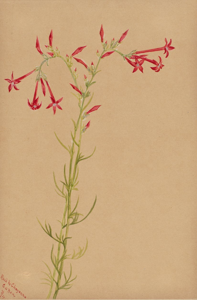 无题--花卉研究，1883年。 作者 玛丽·沃克斯·沃尔科特