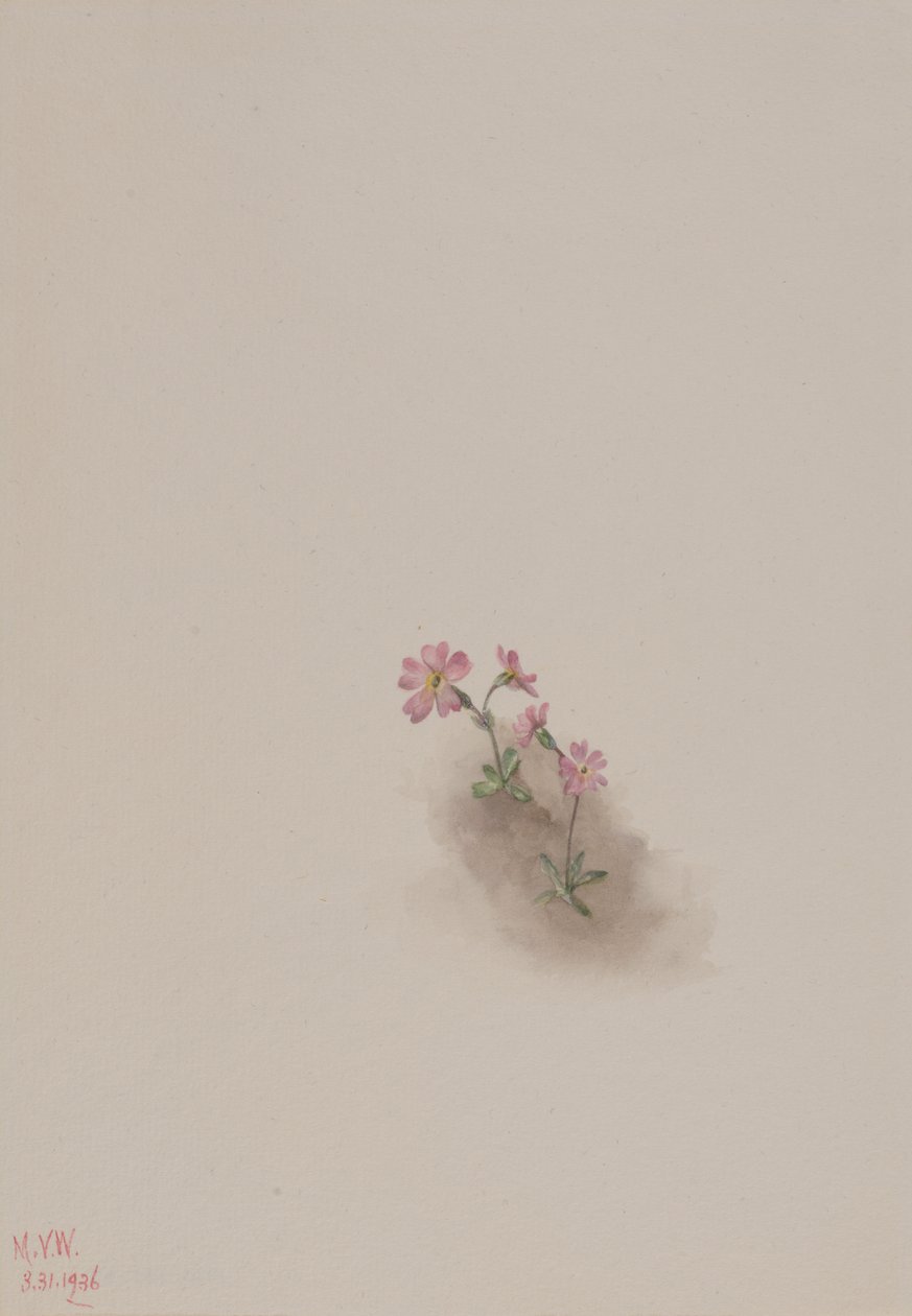 无题--花卉研究，1936年。 作者 玛丽·沃克斯·沃尔科特