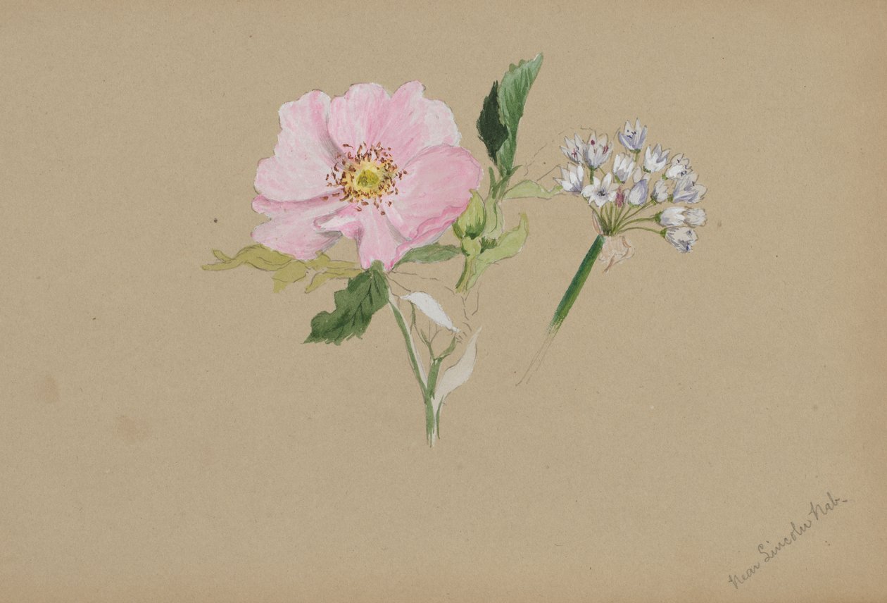 无题--花卉研究，约1876-1878。 作者 玛丽·沃克斯·沃尔科特