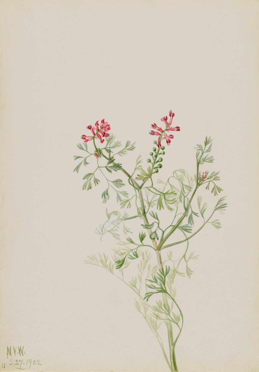 无题--植物研究，1922年。 作者 玛丽·沃克斯·沃尔科特
