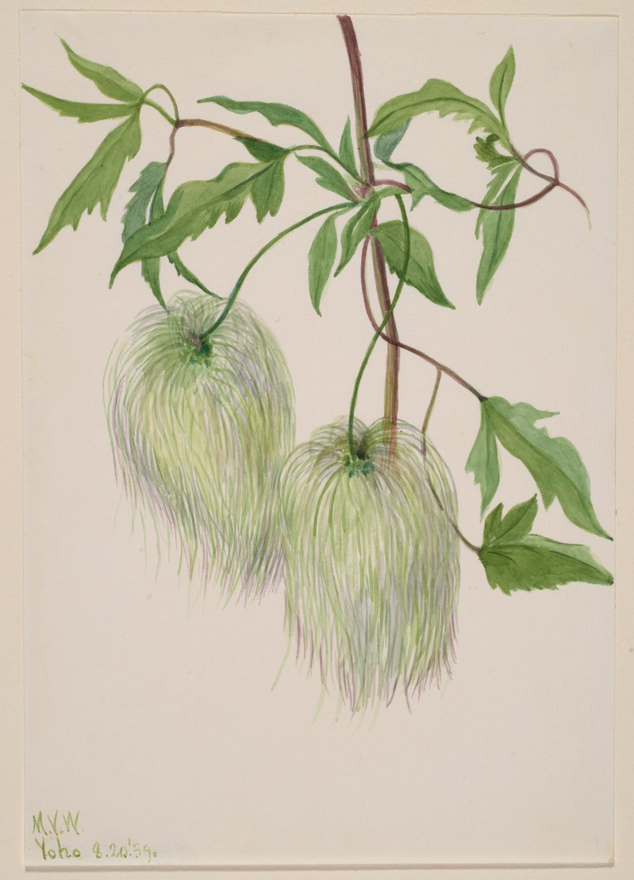 无题--植物研究，1939年。 作者 玛丽·沃克斯·沃尔科特
