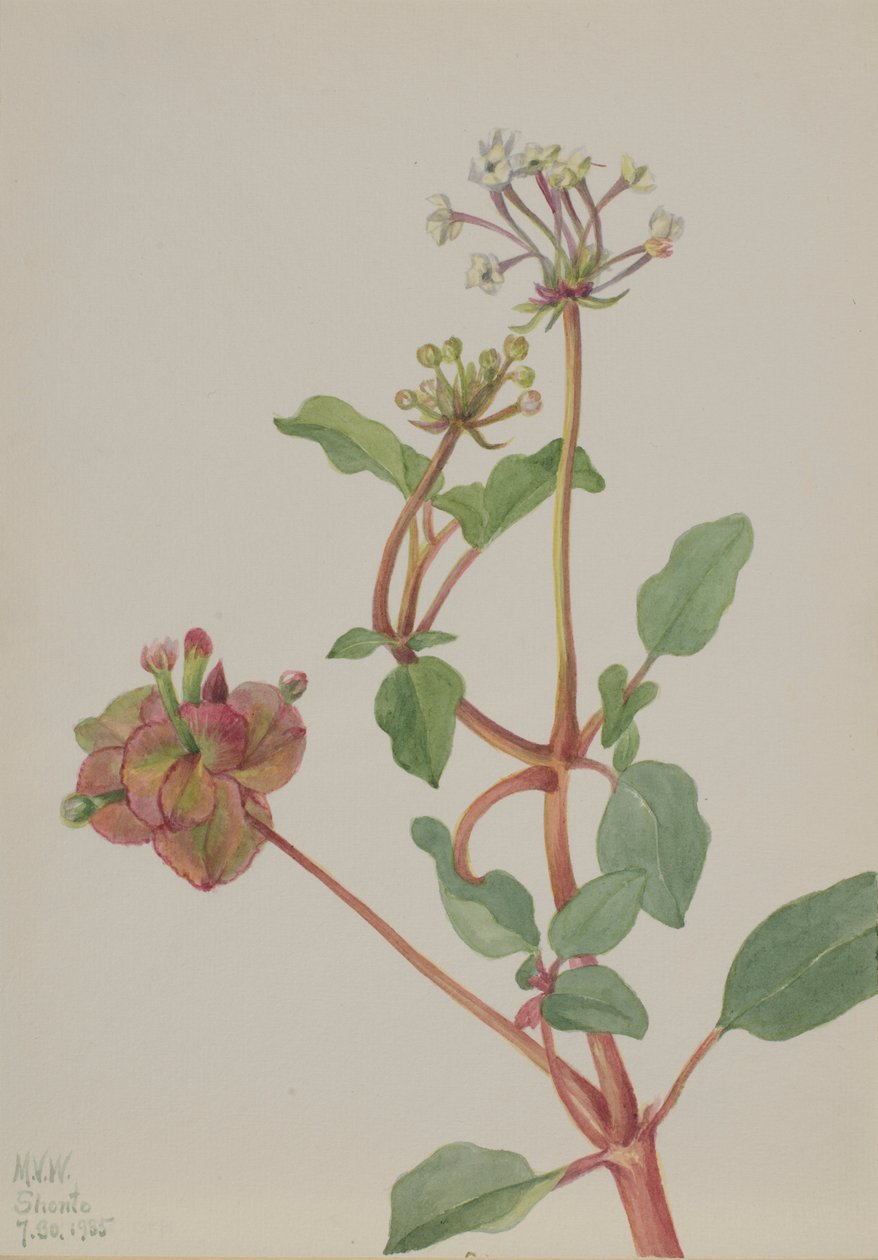 无题 (Tripterocalyx pedunculatus) 作者 玛丽·沃克斯·沃尔科特