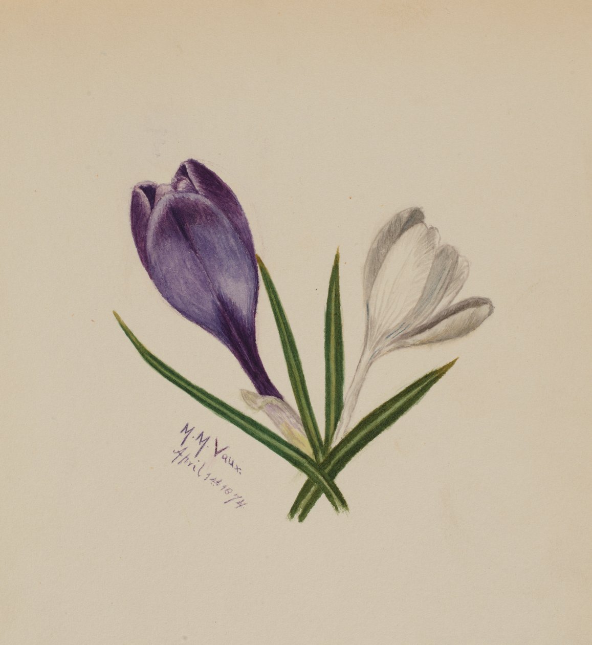 无标题的Crocuses，1874年。 作者 玛丽·沃克斯·沃尔科特