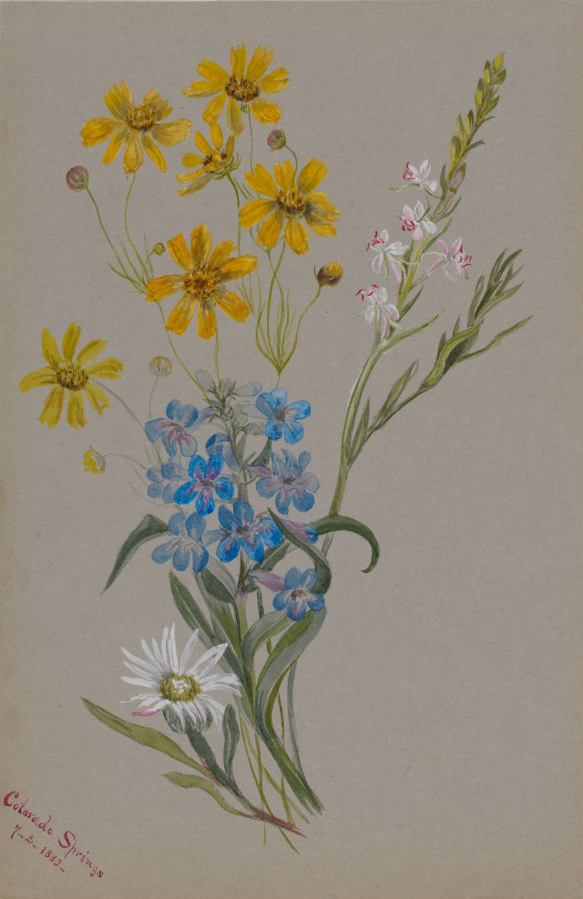 无题，群花，1883年。 作者 玛丽·沃克斯·沃尔科特