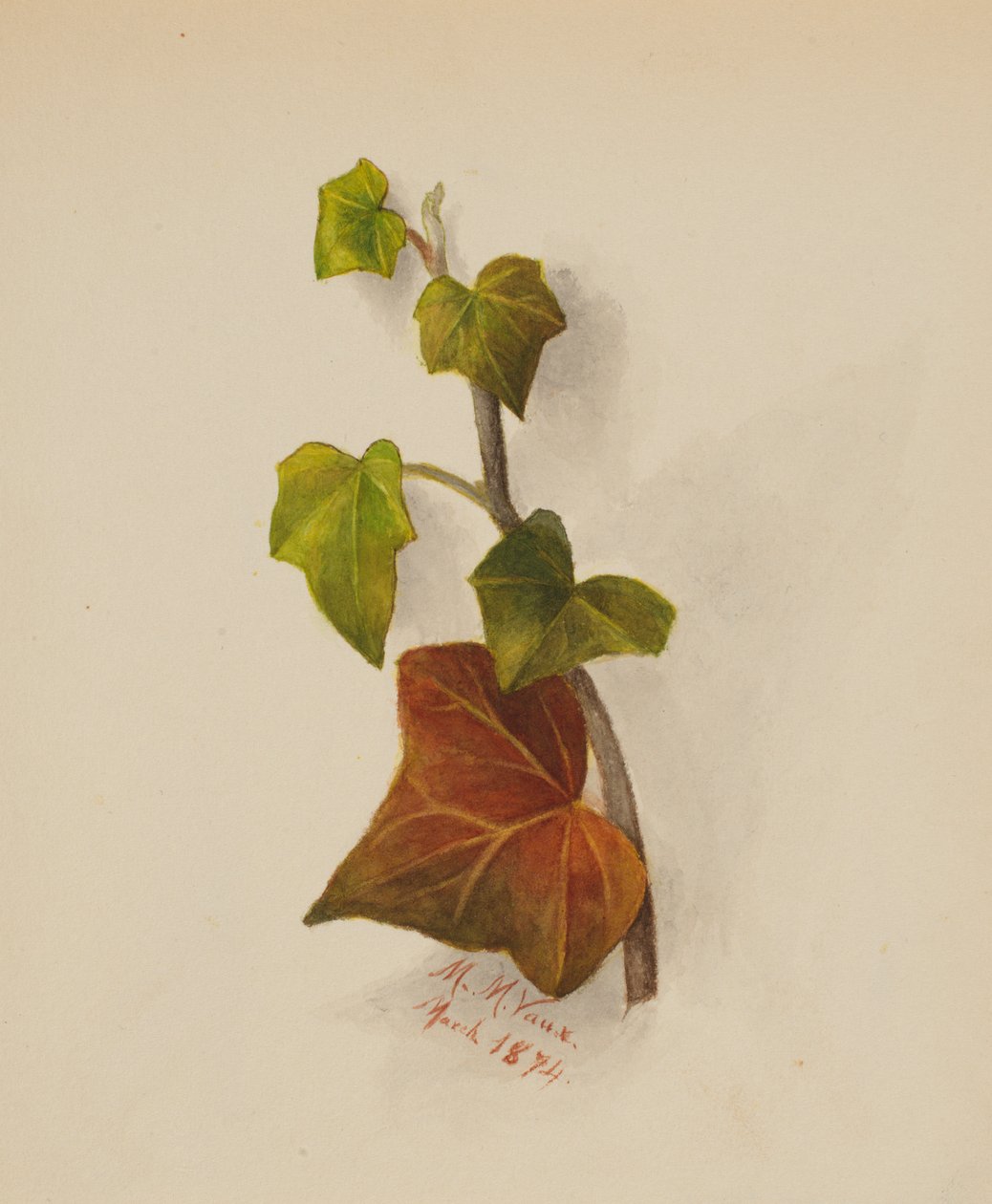 无题常春藤》，1874年。 作者 玛丽·沃克斯·沃尔科特