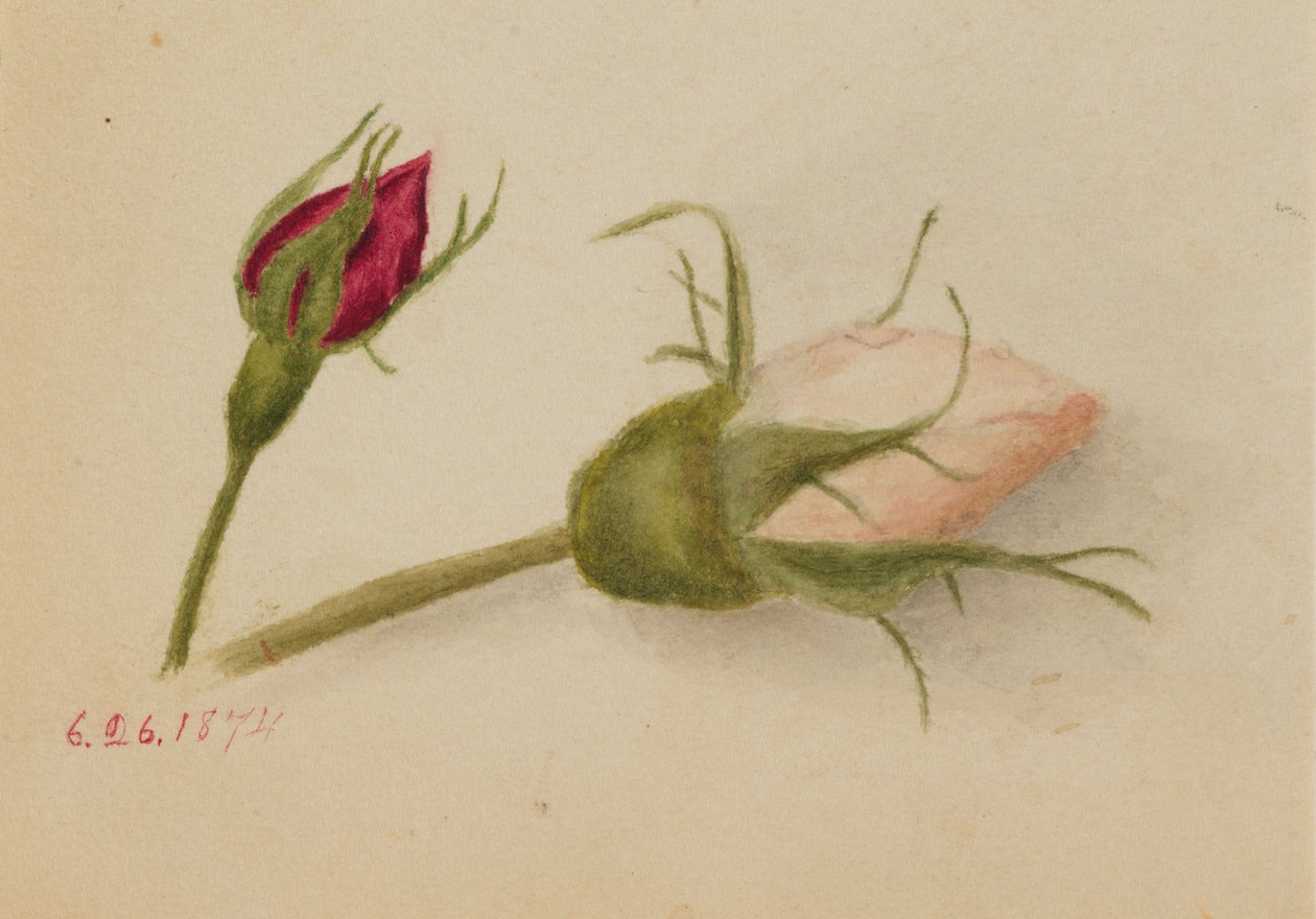 无题玫瑰花蕾，1874年。 作者 玛丽·沃克斯·沃尔科特