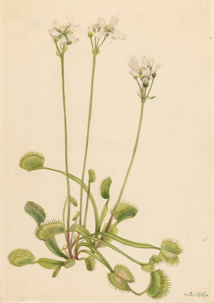 Venus Flytrap Dionaea muscipula, 1918. 作者 玛丽·沃克斯·沃尔科特