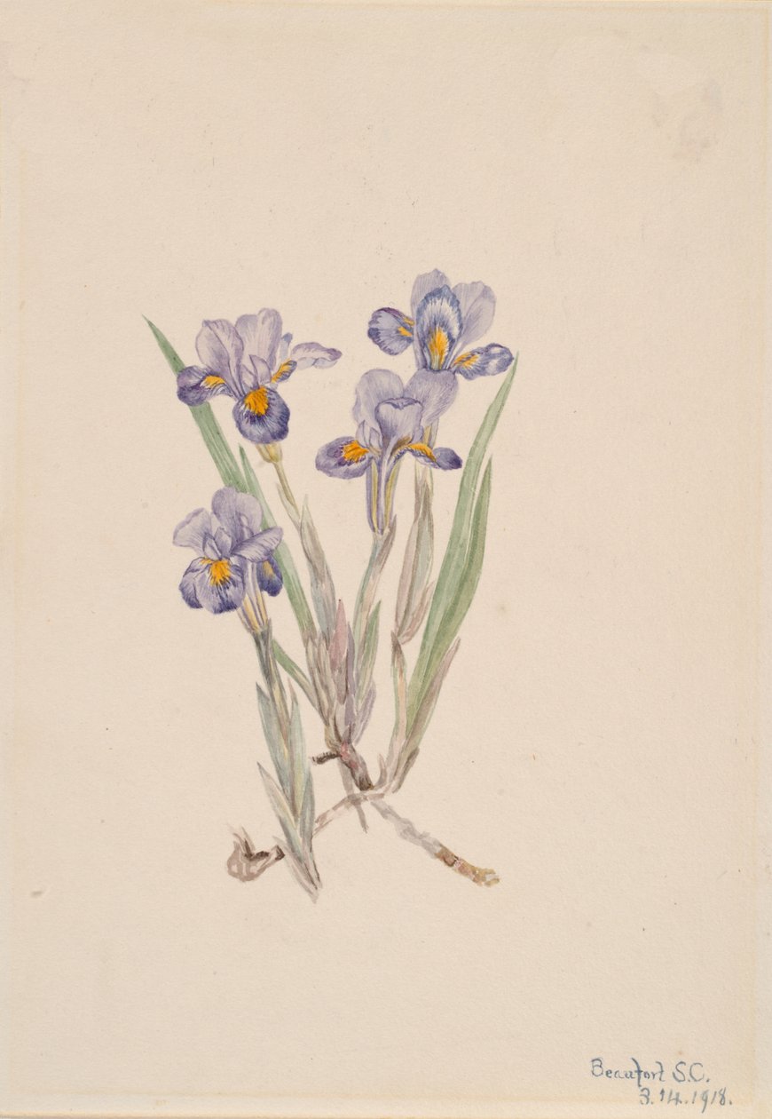 长春花 Iris verna, 1918. 作者 玛丽·沃克斯·沃尔科特