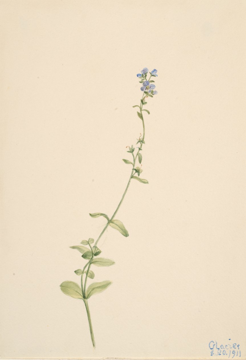 Veronica serpyllifolia, 1911. 作者 玛丽·沃克斯·沃尔科特