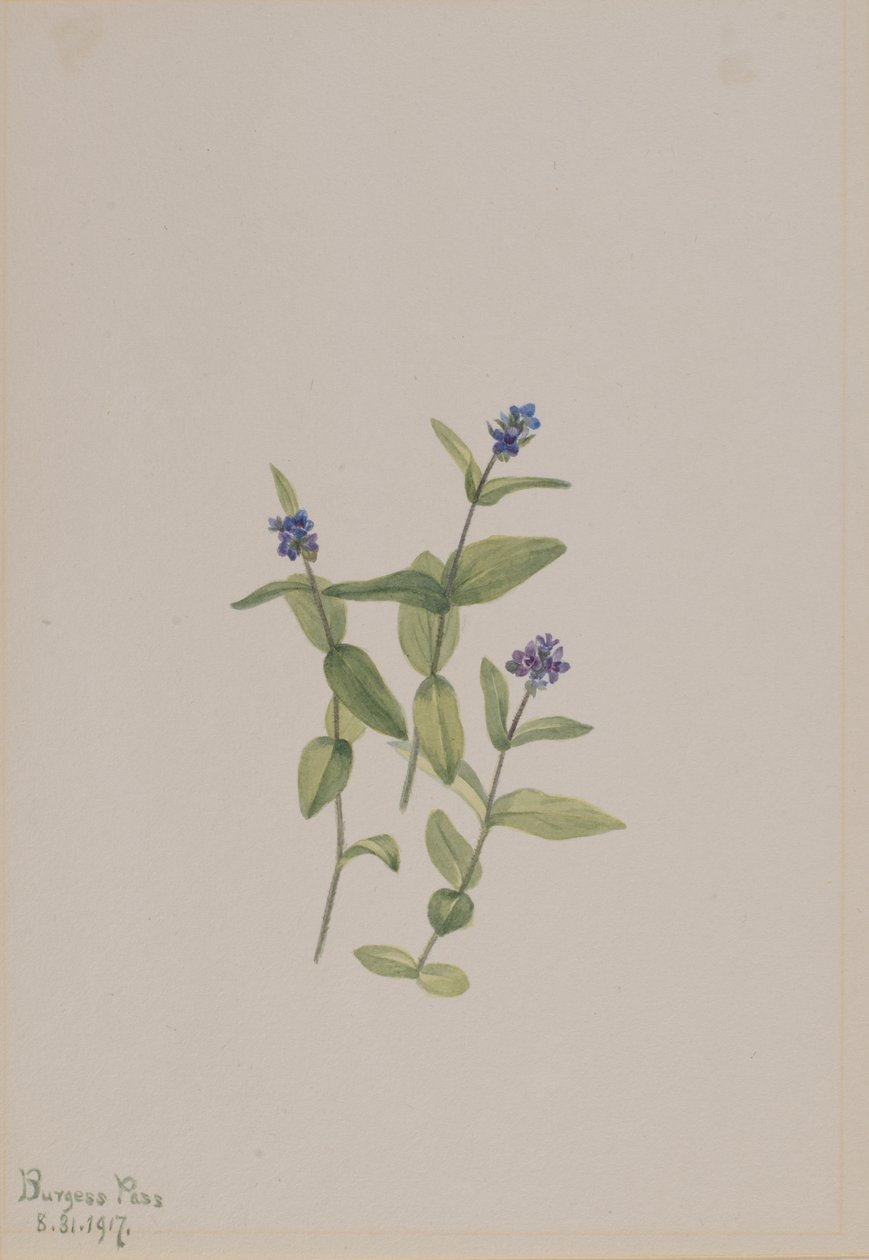 Veronica wormskjoldii, 1917. 作者 玛丽·沃克斯·沃尔科特