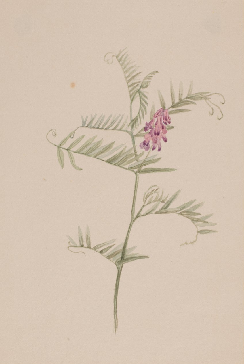 Vicia americana 作者 玛丽·沃克斯·沃尔科特