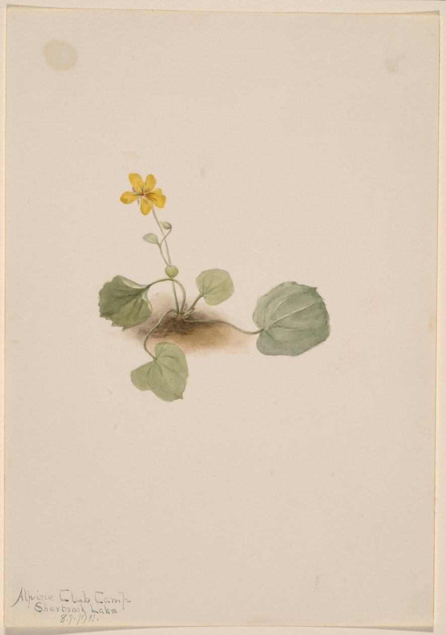 Viola orbiculata 作者 玛丽·沃克斯·沃尔科特