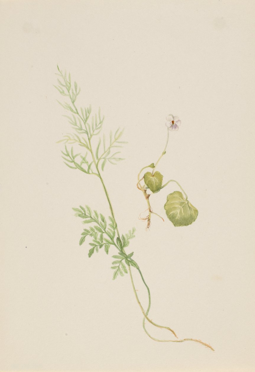 Viola palustris, ca.1917-1918. 作者 玛丽·沃克斯·沃尔科特