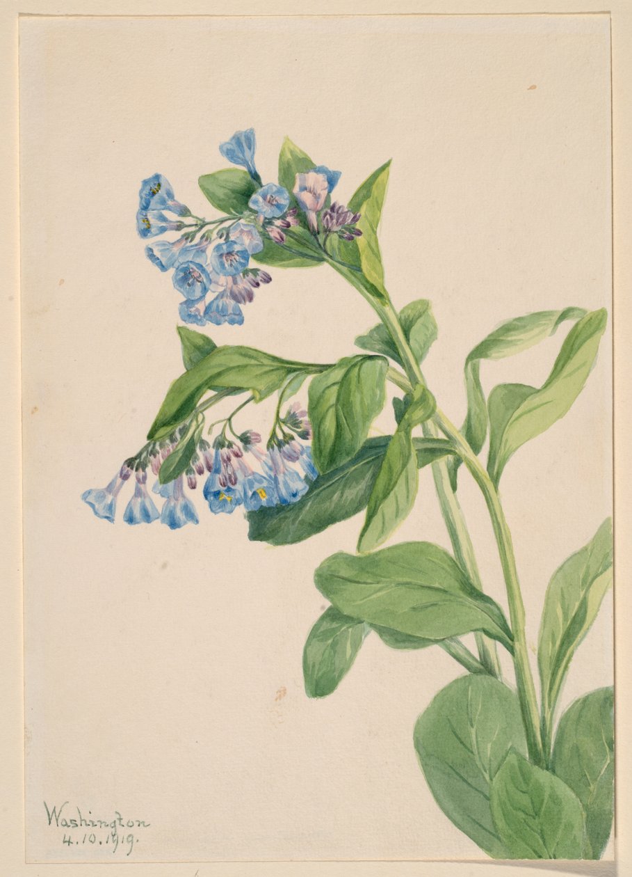 弗吉尼亚蓝铃花（Mertensia virginica） 作者 玛丽·沃克斯·沃尔科特