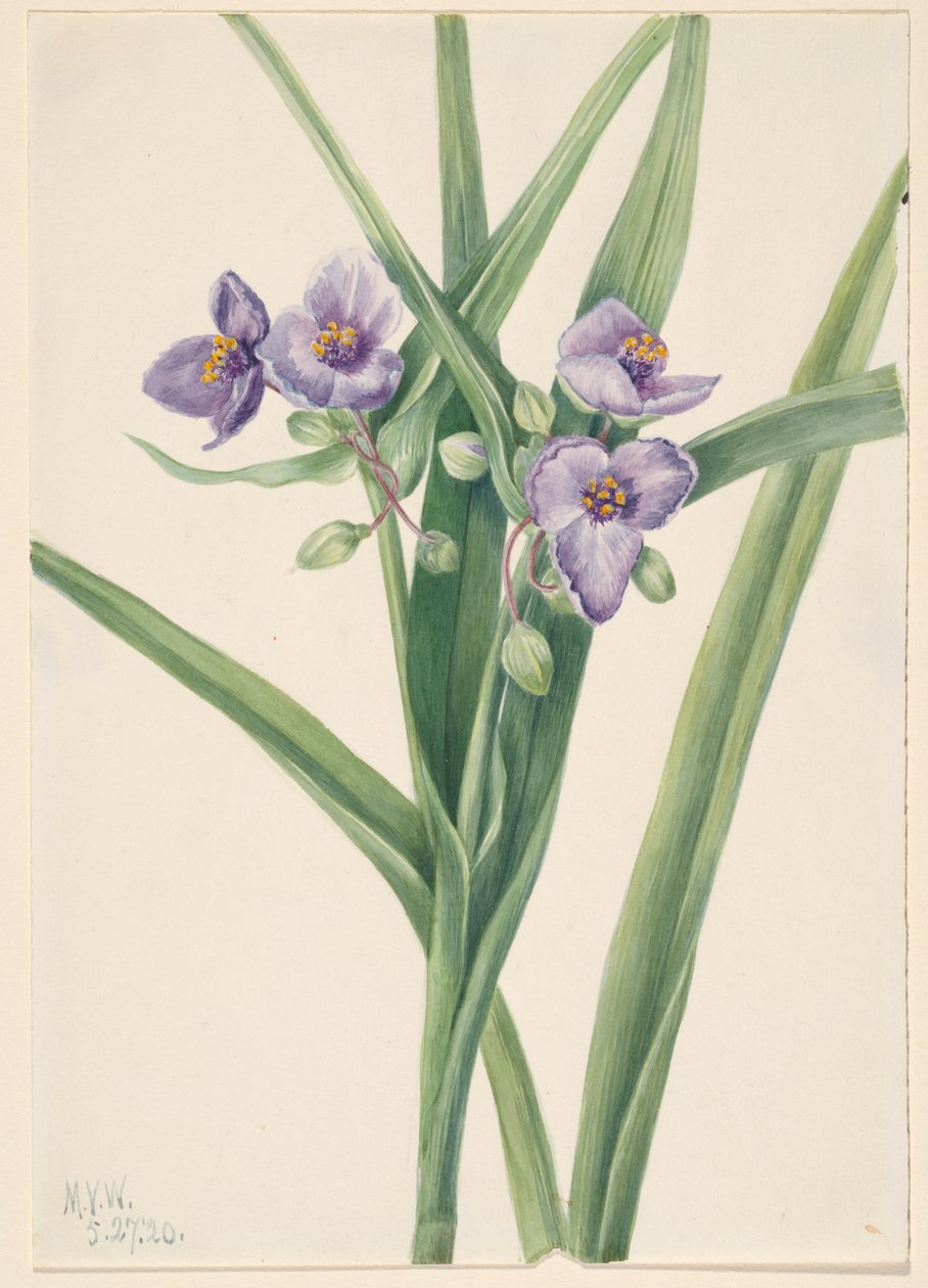 弗吉尼亚蜘蛛草（Tradescantia virginiana） 作者 玛丽·沃克斯·沃尔科特
