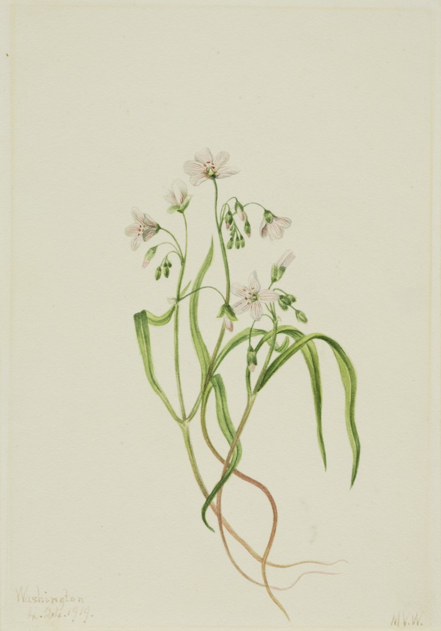 弗吉尼亚春美人（Claytonia virginica） 作者 玛丽·沃克斯·沃尔科特