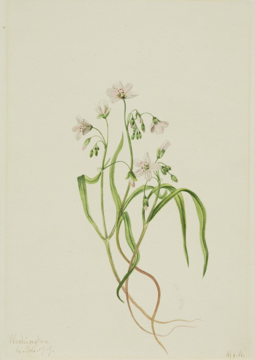 Virginia Springbeauty Claytonia virginica, 1919. 作者 玛丽·沃克斯·沃尔科特