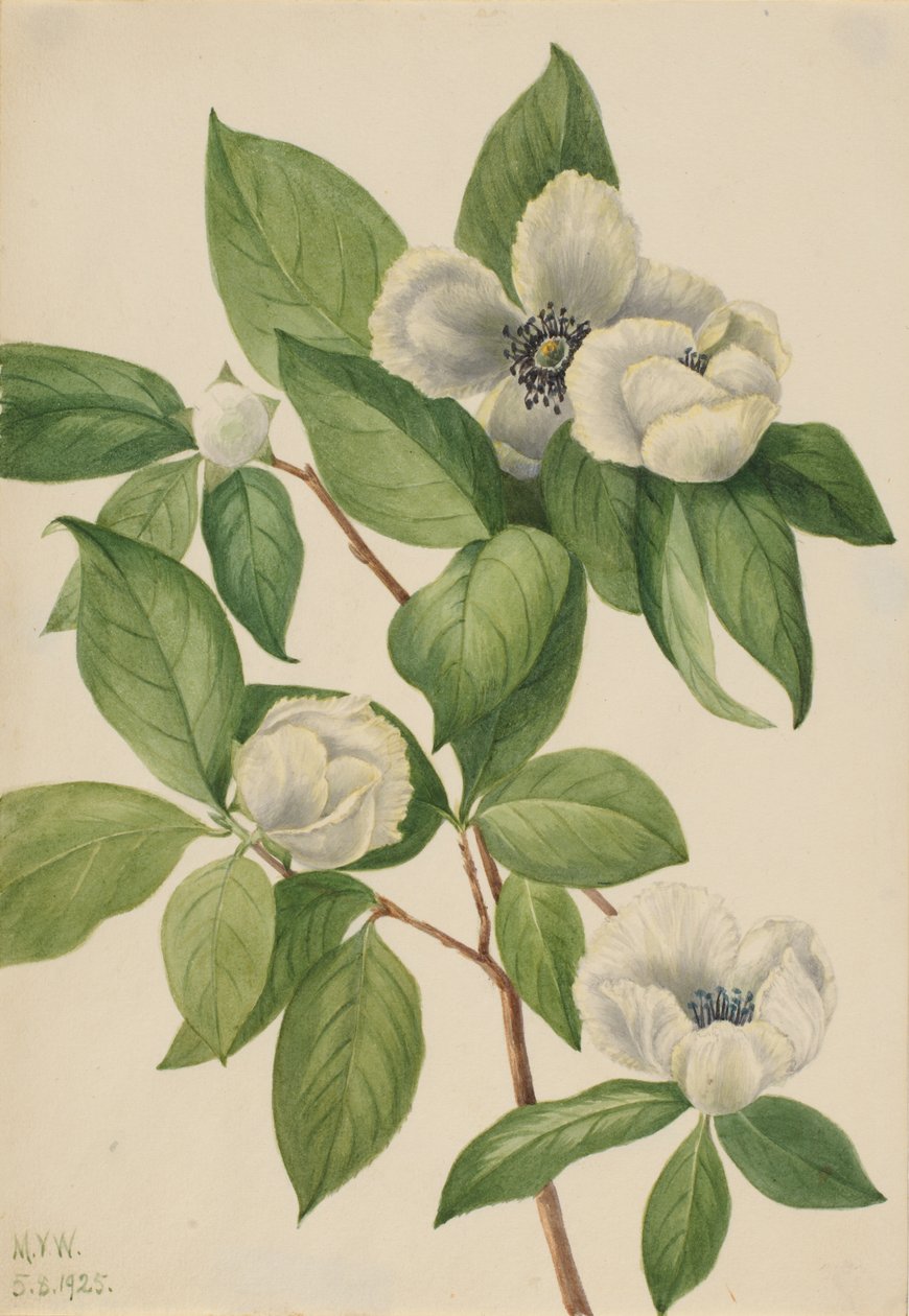 Virginia Stewartia Stewartia malachodendron, 1925. 作者 玛丽·沃克斯·沃尔科特
