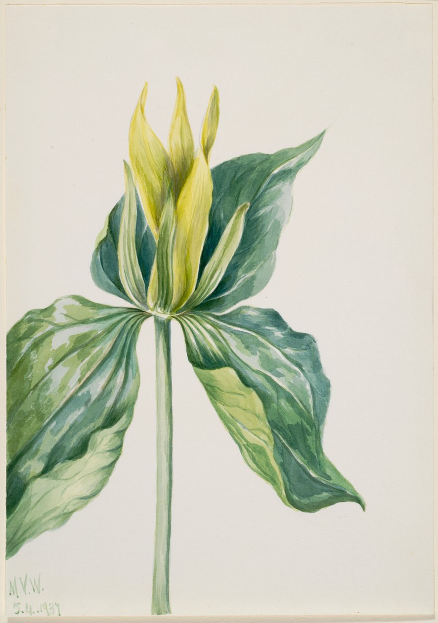 醒木榕（Trillium underwoodii） 作者 玛丽·沃克斯·沃尔科特