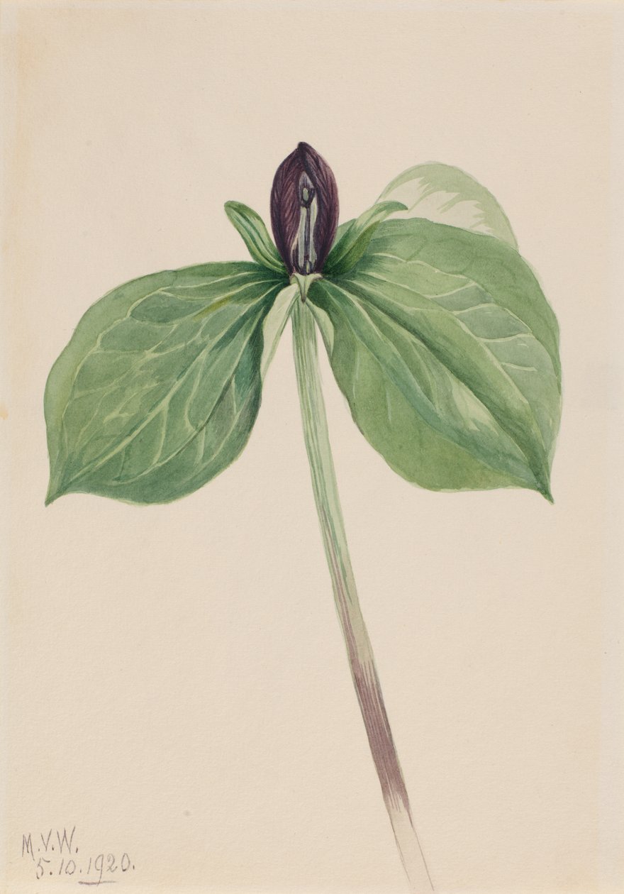 Wake-Robin Trillium sessile, 1920. 作者 玛丽·沃克斯·沃尔科特