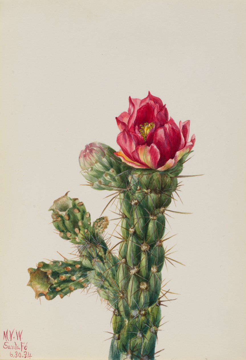 手杖花冠（Opuntia imbricata） 作者 玛丽·沃克斯·沃尔科特