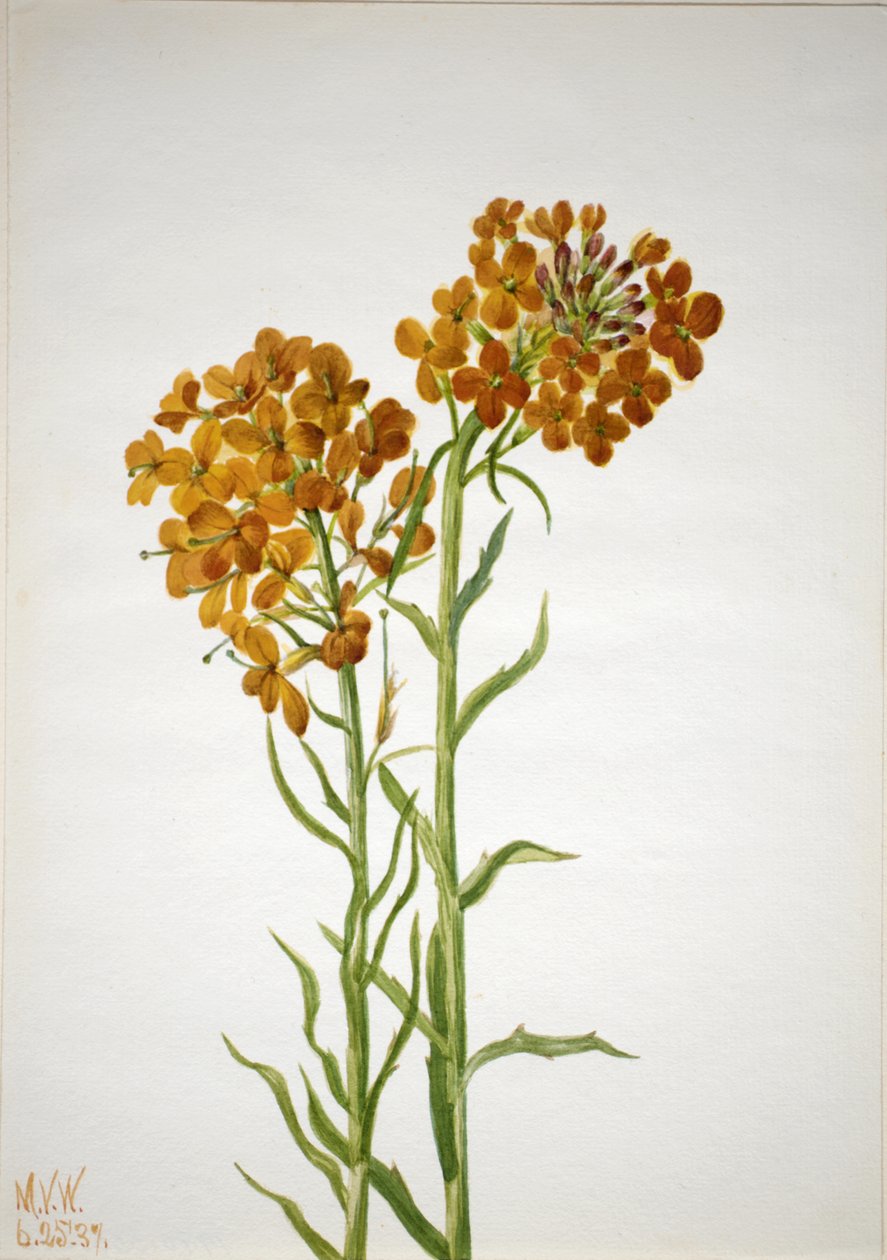 壁花 Erysimum wheeleri, 1937. 作者 玛丽·沃克斯·沃尔科特