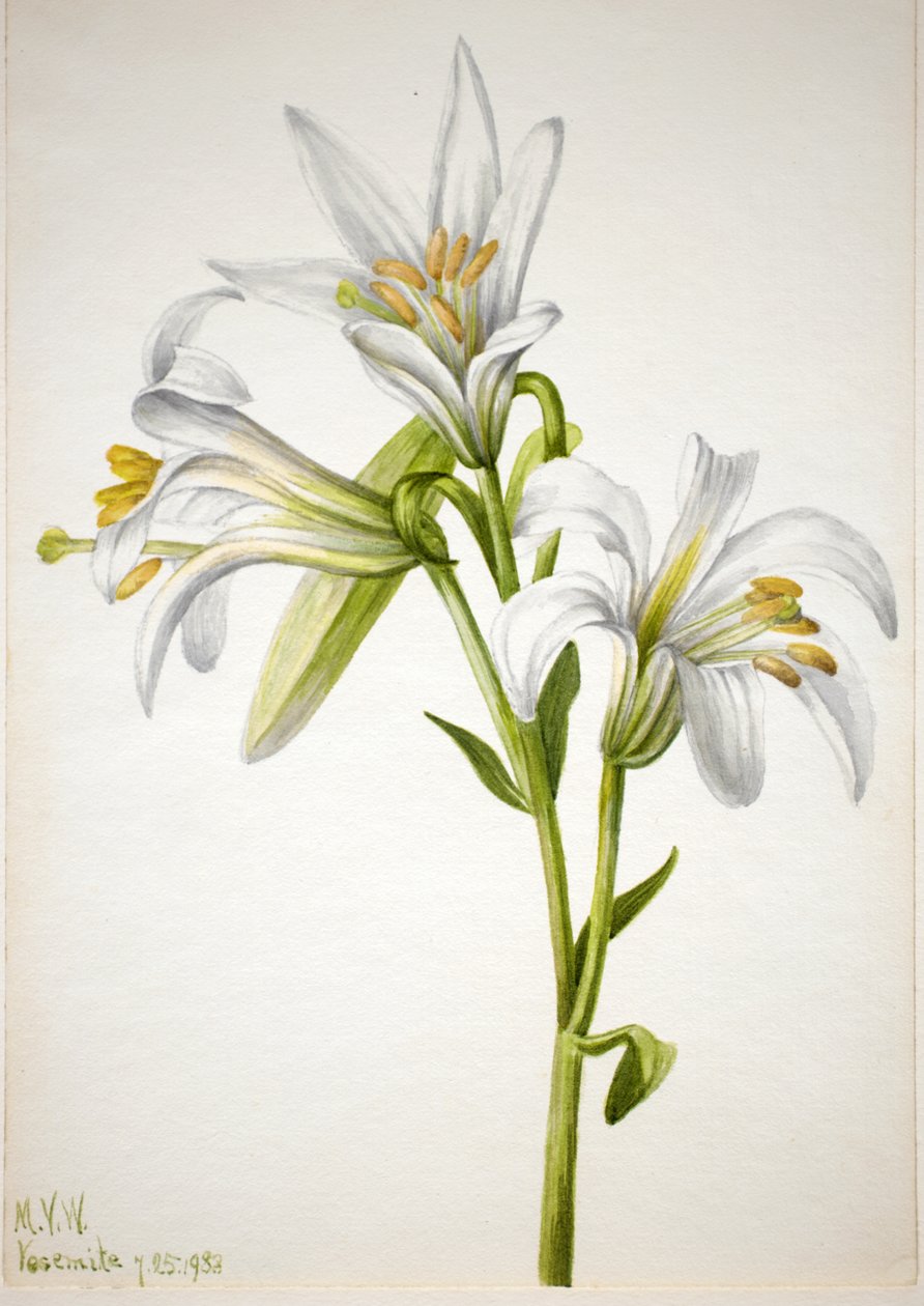 华盛顿百合 Lilium washingtonianum, 1933. 作者 玛丽·沃克斯·沃尔科特