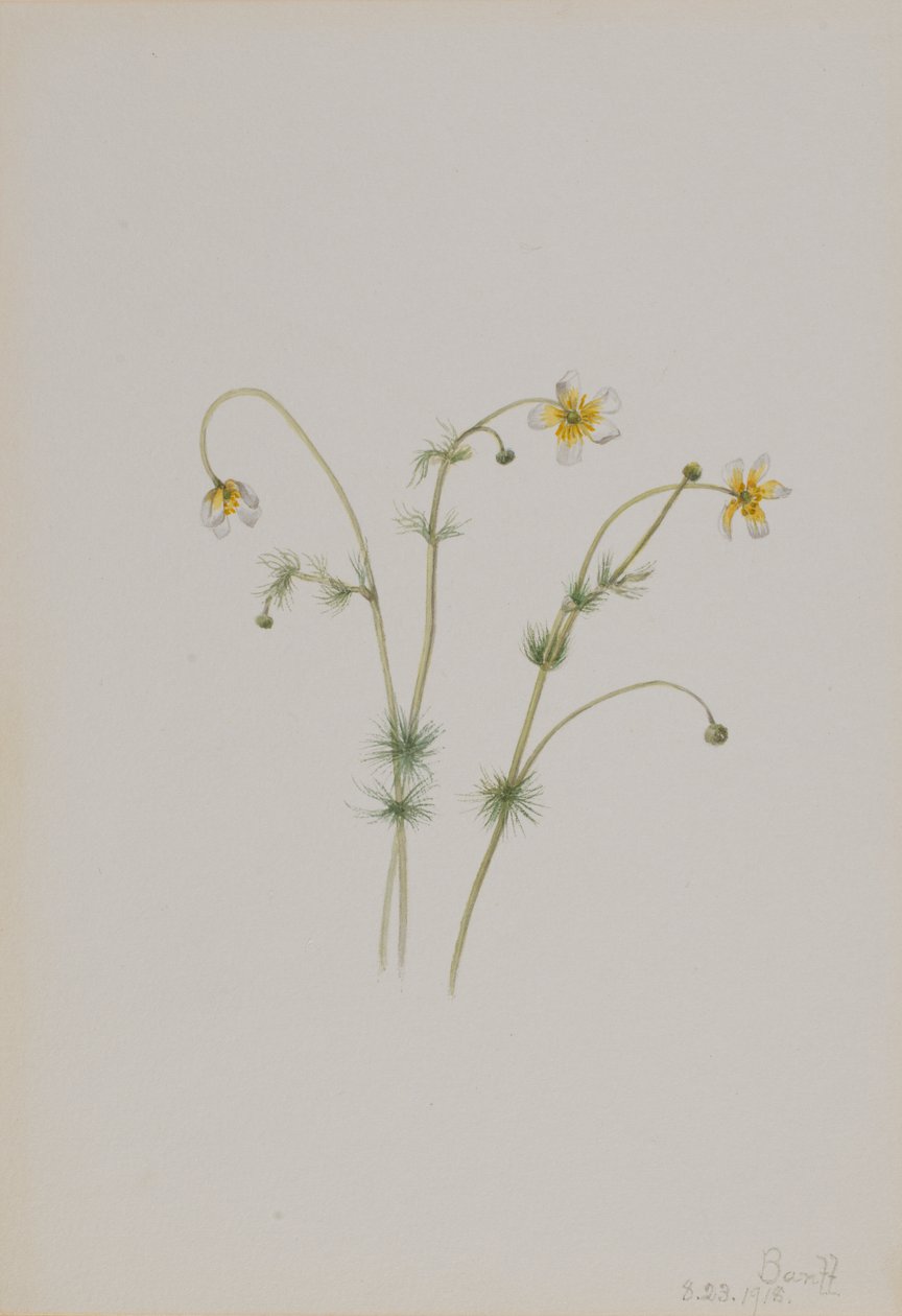 水鸦脚（Batrachium trichophyllum） 作者 玛丽·沃克斯·沃尔科特